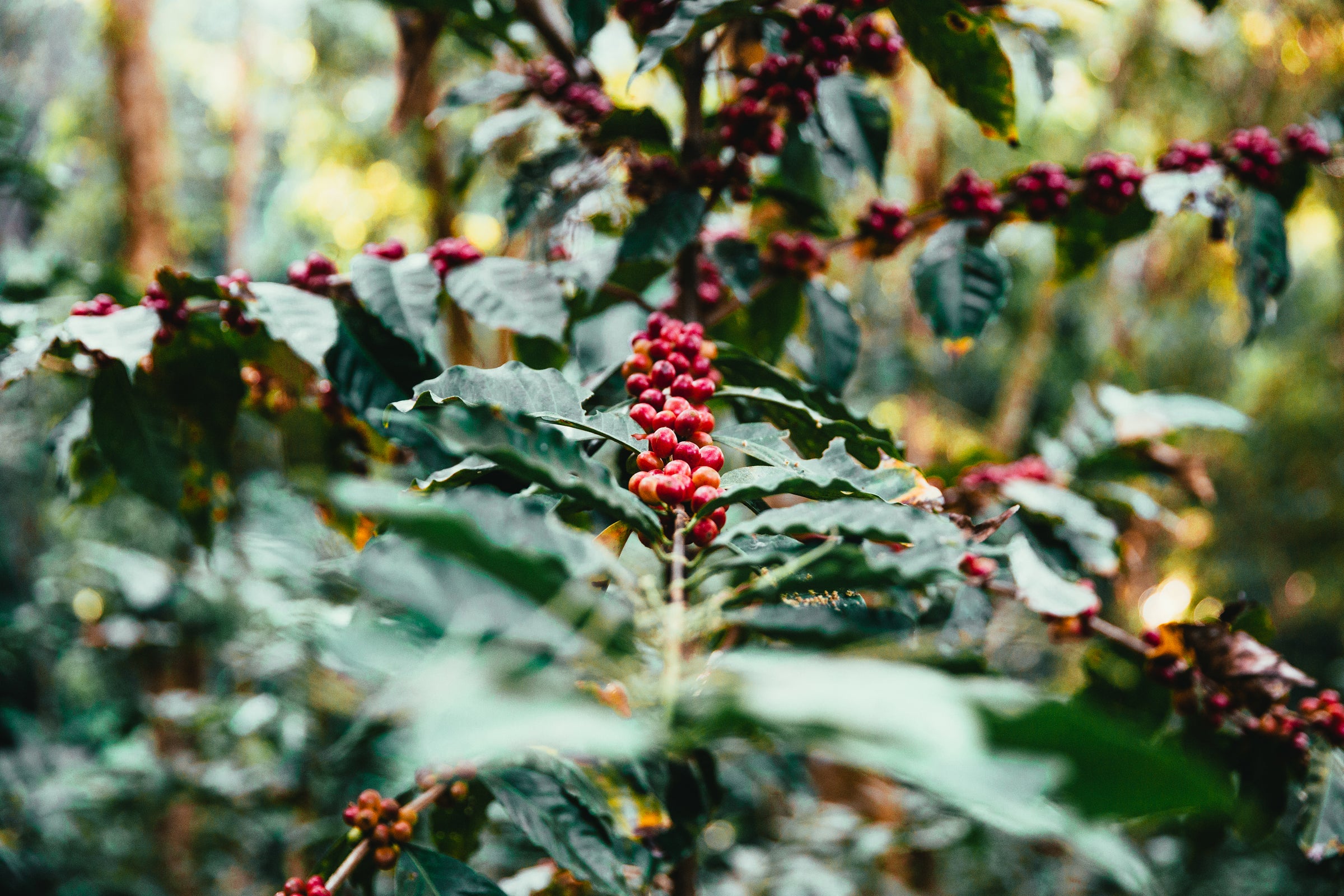 Freshly roasted coffee cooling in a professional coffee roaster